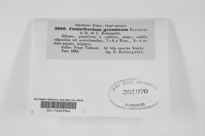 Coniothecium gramineum image