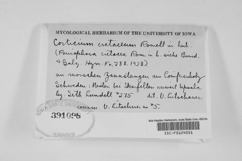 Hyphodontia sambuci image