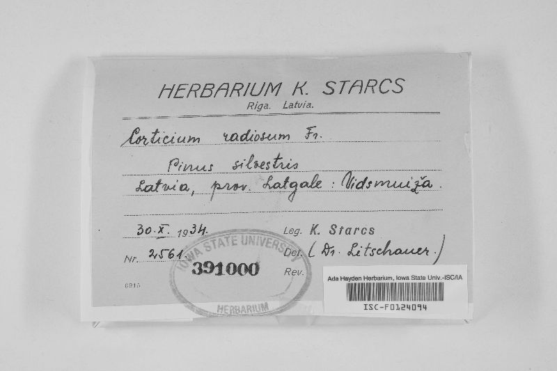 Corticium radiosum image
