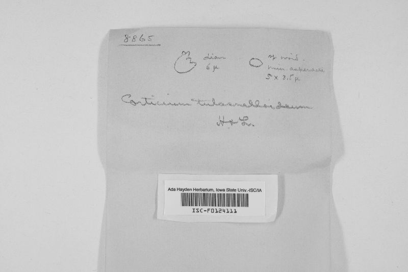 Xenasma tulasnelloideum image