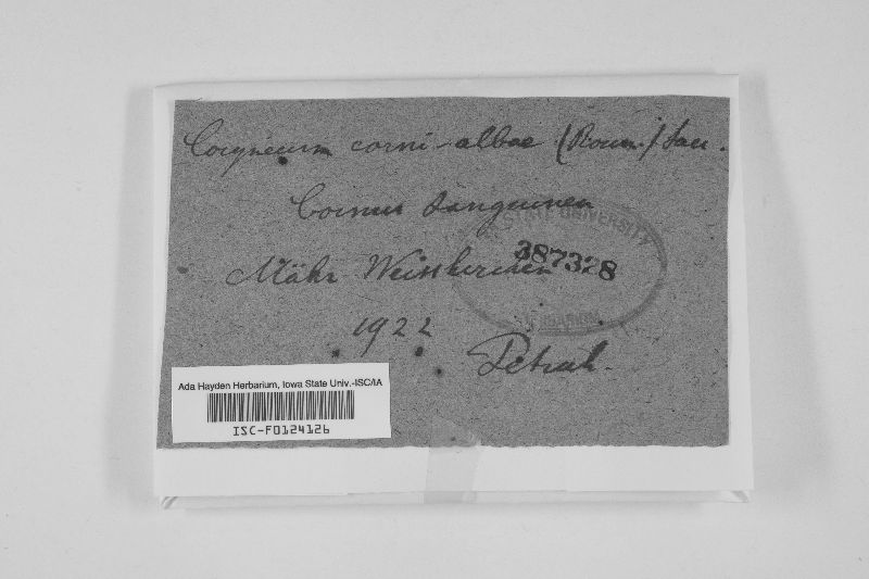 Coryneopsis corni-albae image