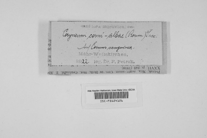 Coryneopsis corni-albae image