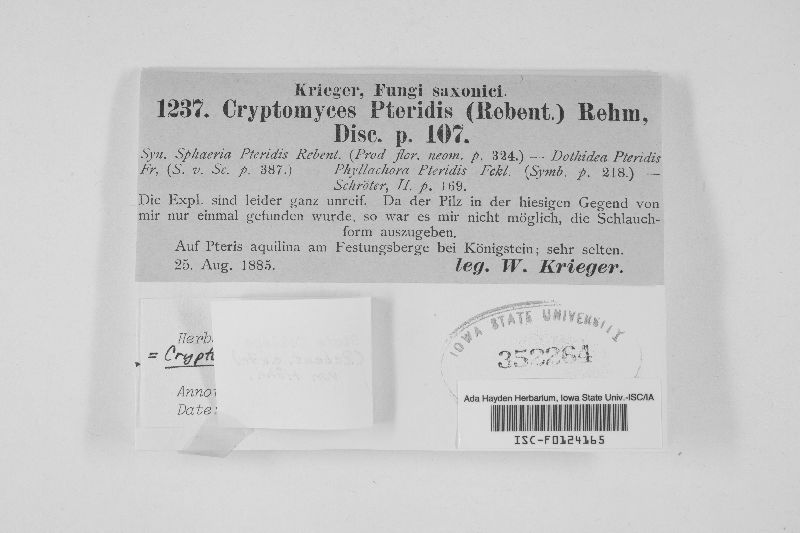 Cryptomycina image