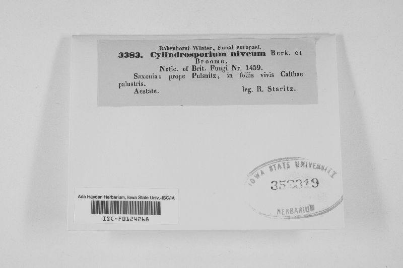 Cylindrosporium niveum image