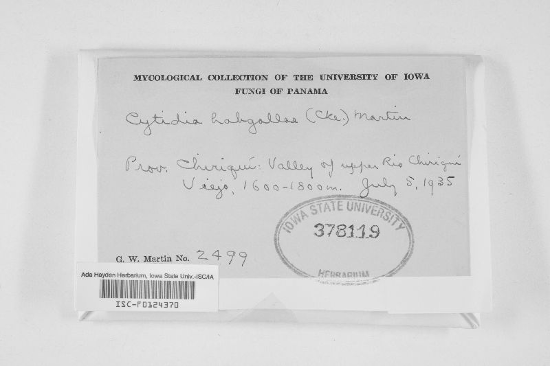 Cytidia habgallae image