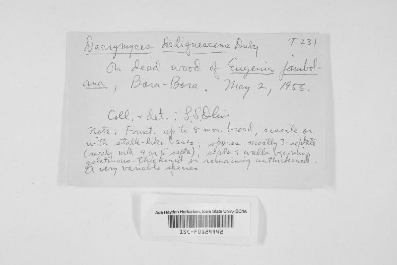 Dacrymyces deliquescens var. deliquescens image