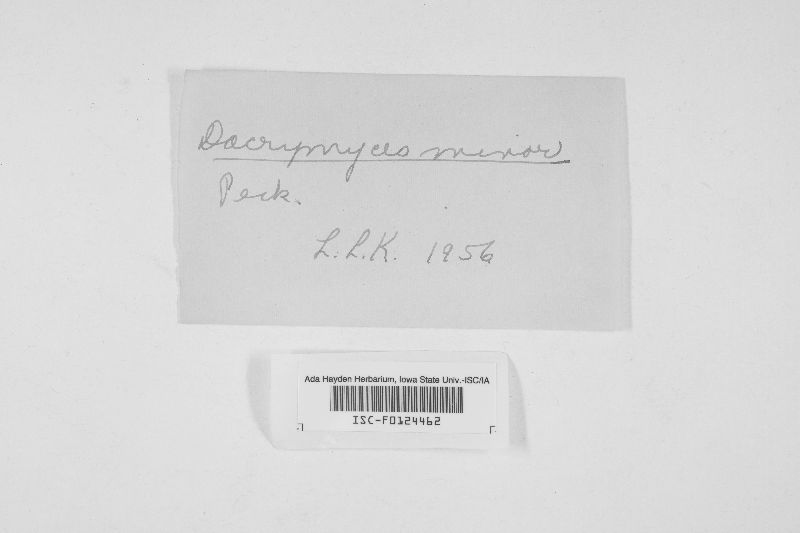 Dacrymyces minor image