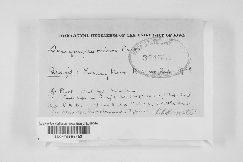 Dacrymyces minor image