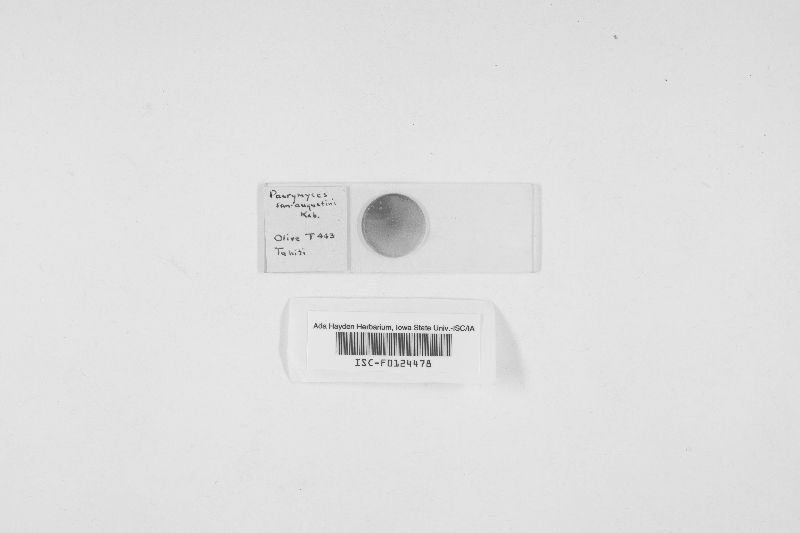 Dacrymyces san-augustinii image