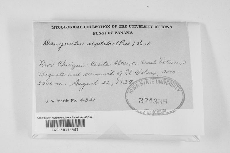 Dacryomitra stipitata image