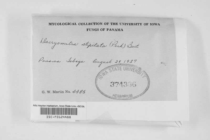 Dacryomitra stipitata image