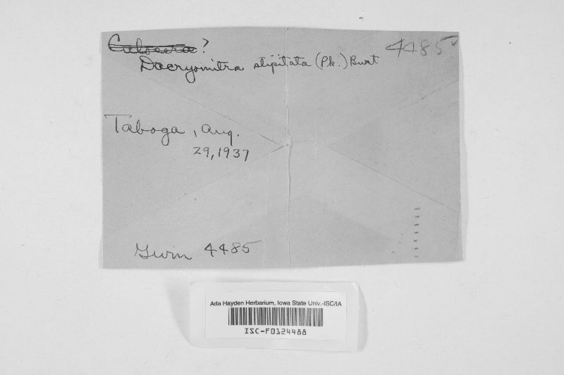 Dacryomitra stipitata image