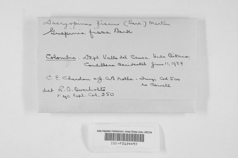 Dacryopinax fissus image
