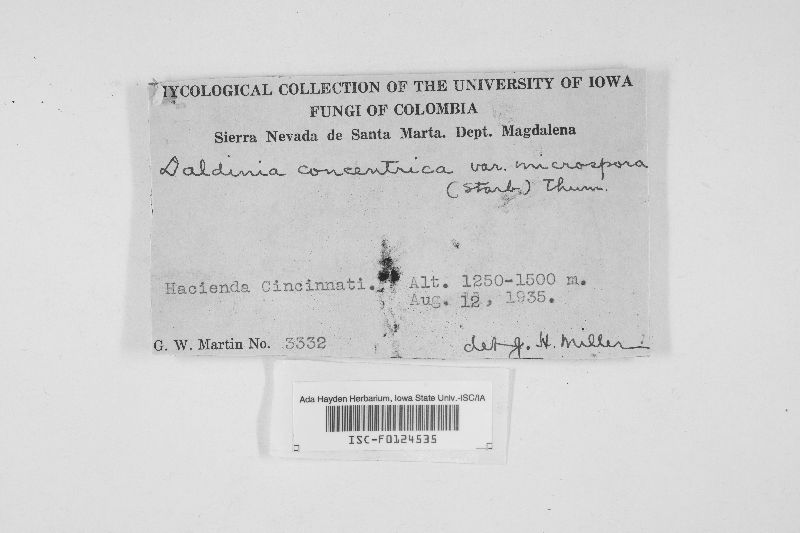 Daldinia concentrica var. microspora image