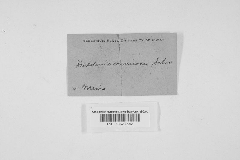 Daldinia vernicosa image