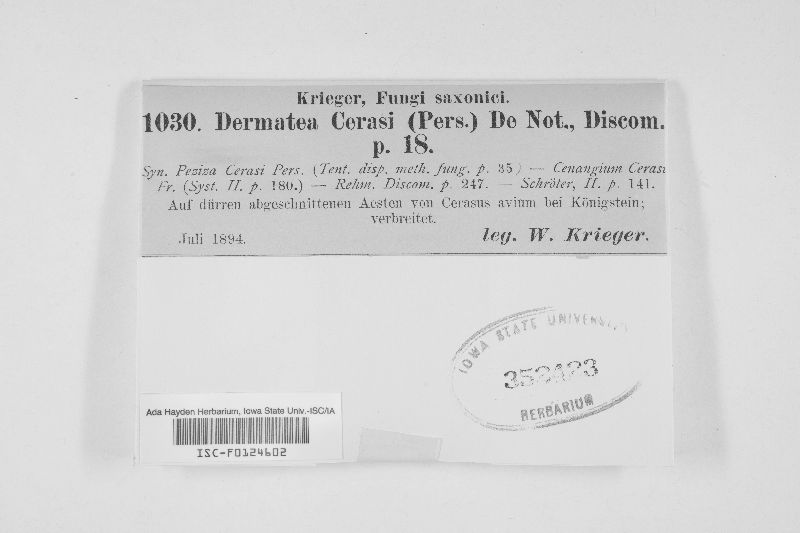 Dermea cerasi image