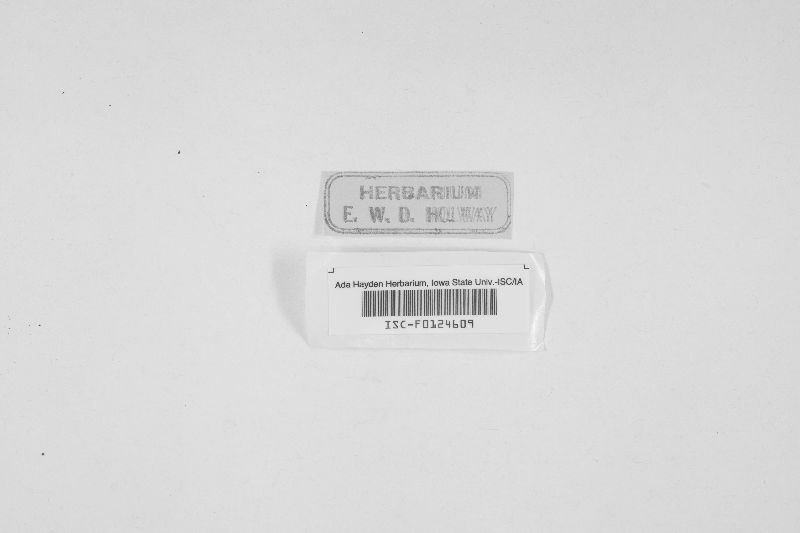 Pezicula frangulae image