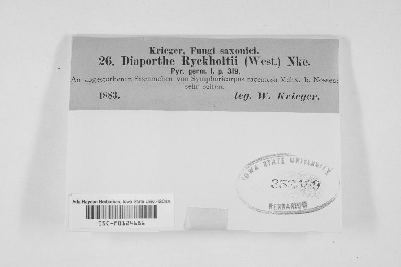 Diaporthe ryckholtii image