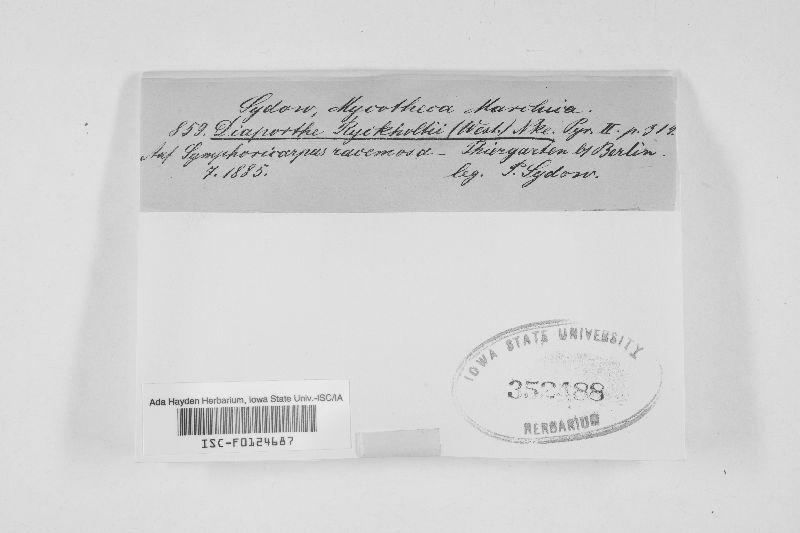 Diaporthe ryckholtii image