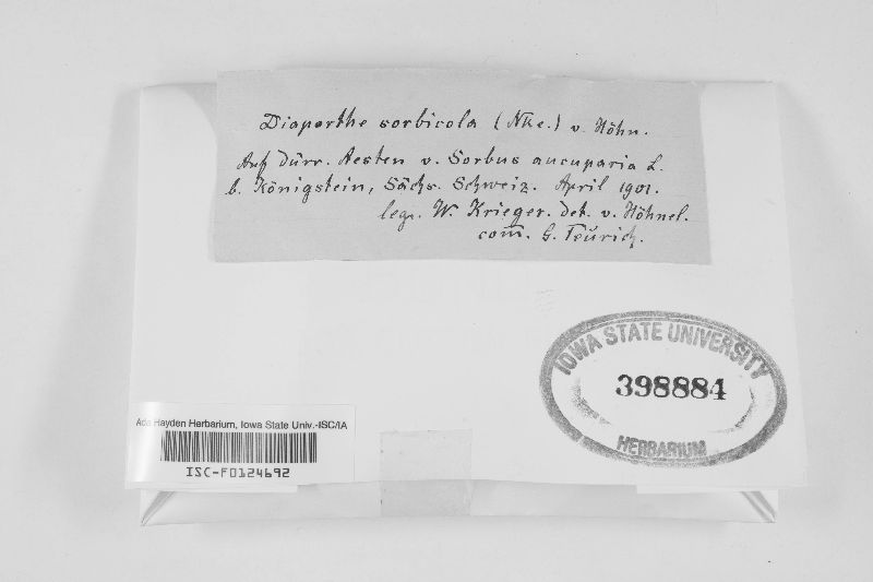 Diaporthe sorbicola image