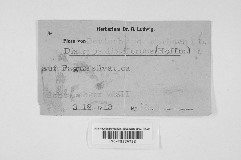 Diatrype disciformis image