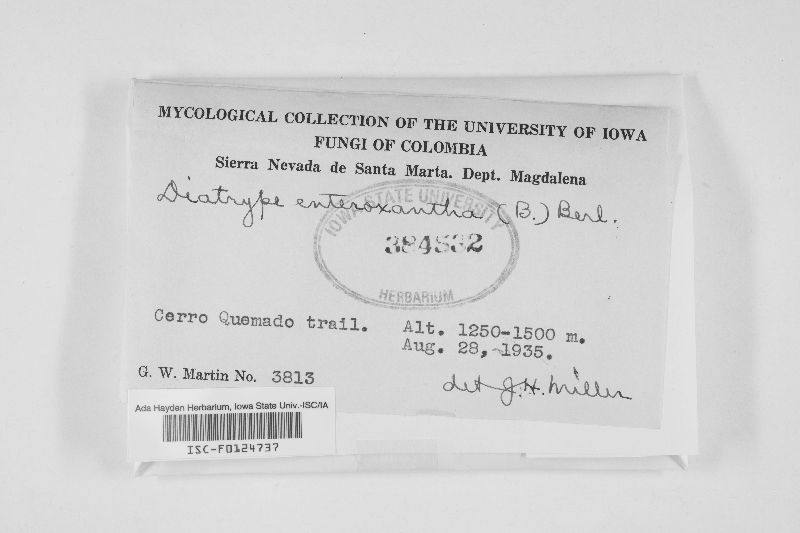 Diatrype enteroxantha image