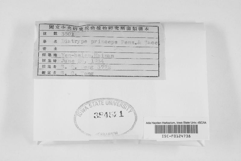 Pachytrype princeps image
