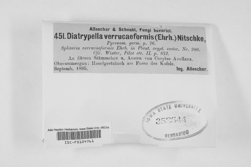 Diatrypella verrucaeformis image