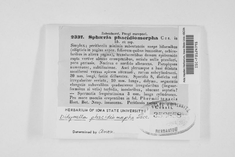 Glomerella phacidiomorpha image