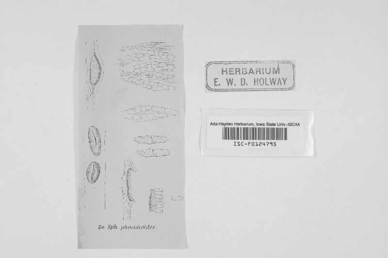 Glomerella phacidiomorpha image