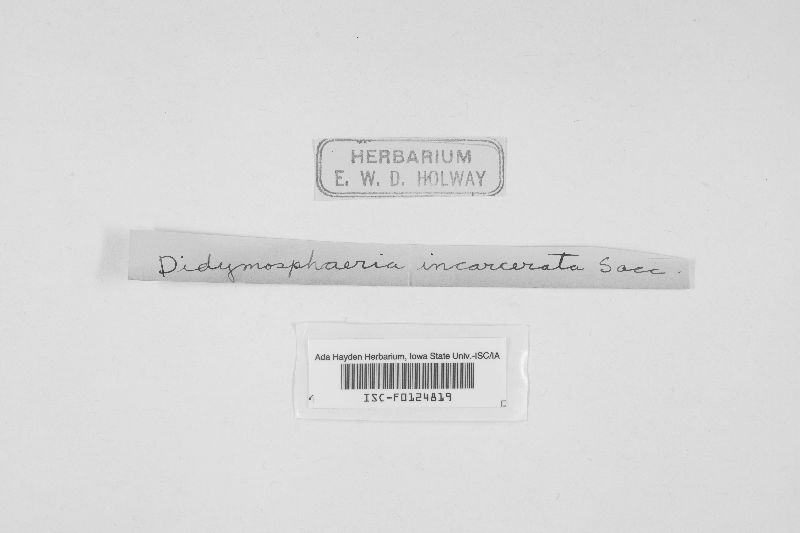 Cainia desmazieri image