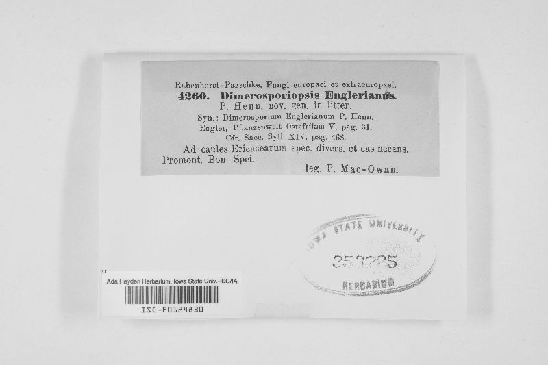 Protoventuria engleriana image