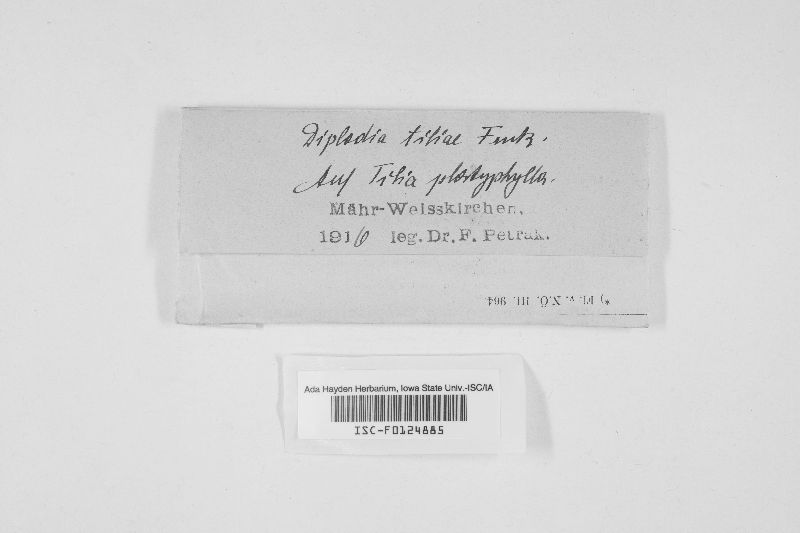 Diplodia tiliae image