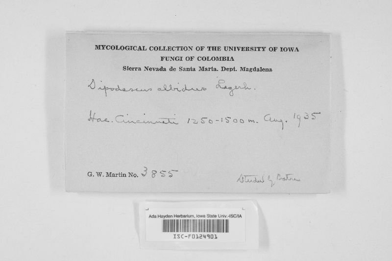 Dipodascus albidus image