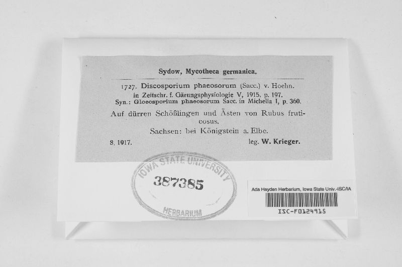 Discosporium phaeosorum image