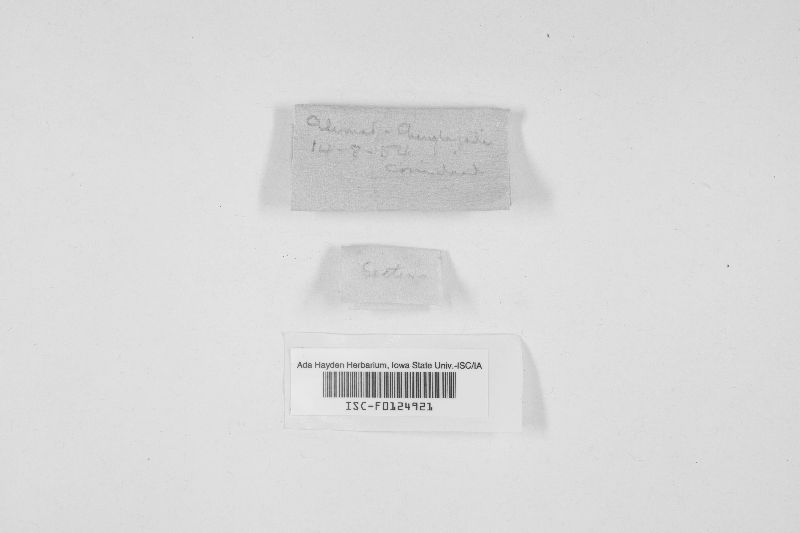 Ditangium cerasi image