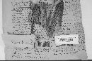 Ditiola radicata image