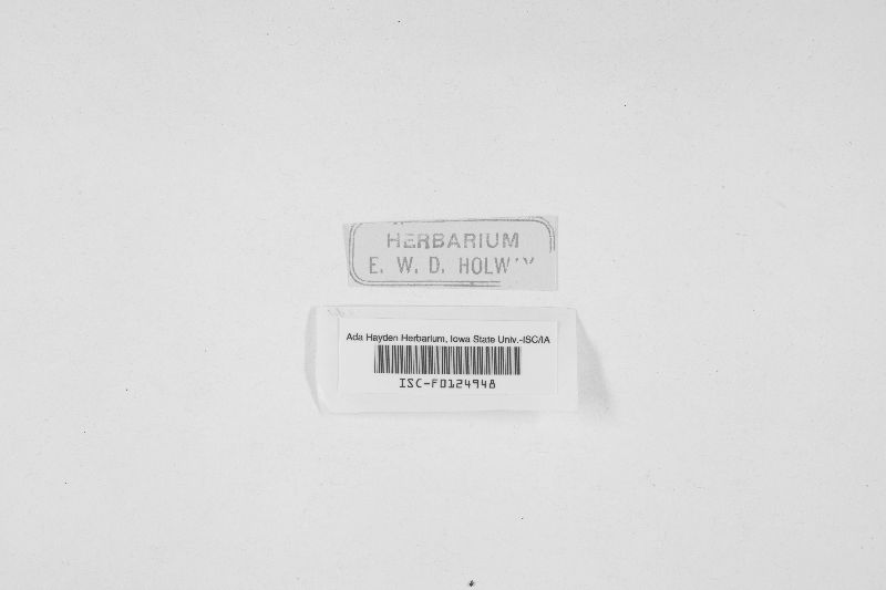 Dothidea circinata image