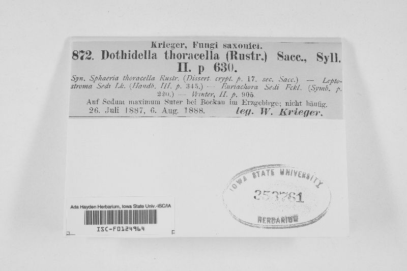 Dothidella thoracella image