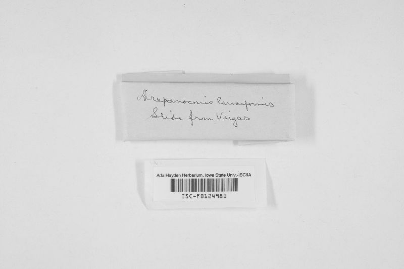 Drepanoconis larvaeformis image