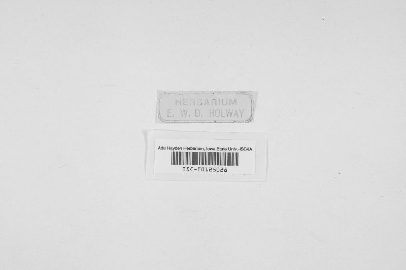 Entodesmium rude image