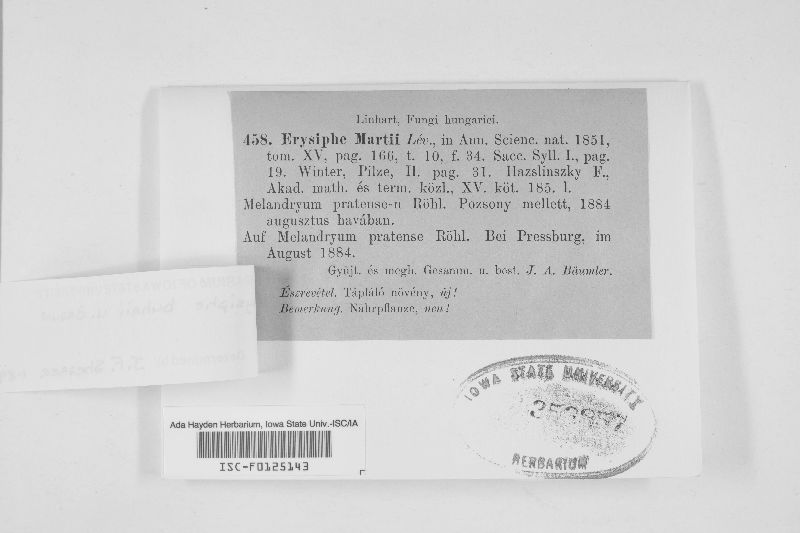 Erysiphe buhrii image