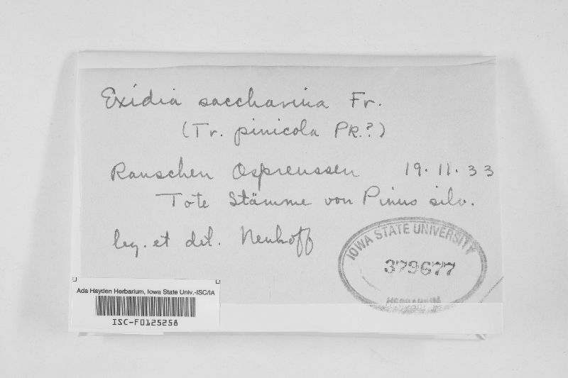 Exidia saccharina image