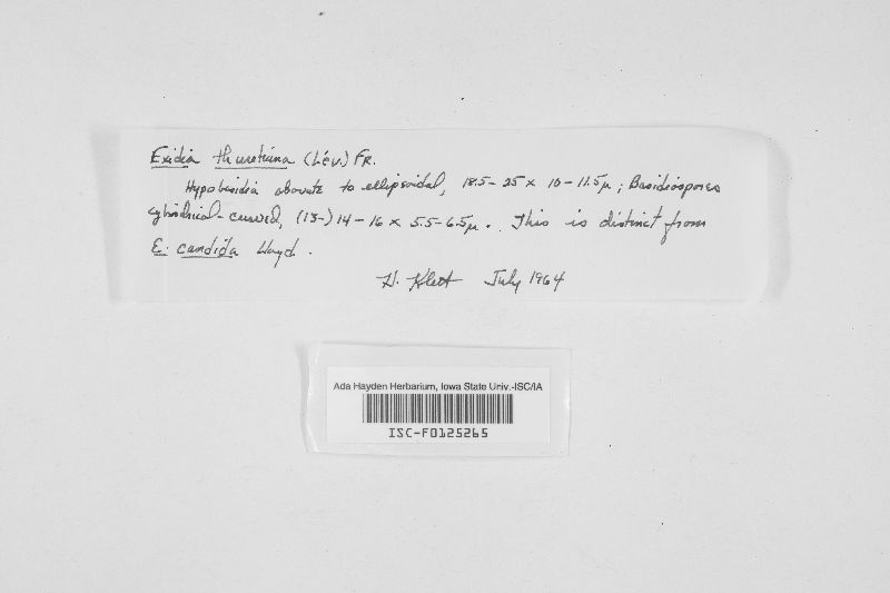 Exidia thuretiana image