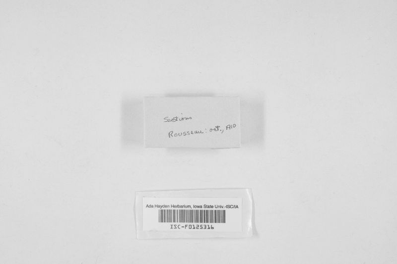 Exidiopsis macrospora image