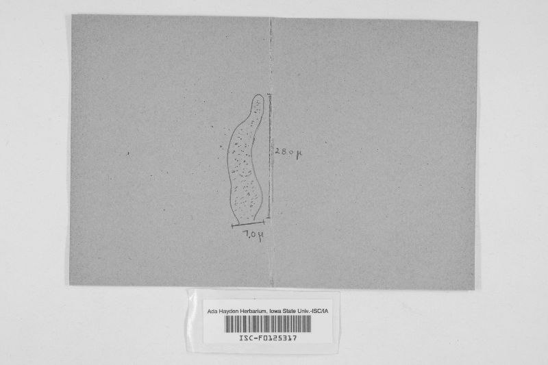 Exidiopsis macrospora image