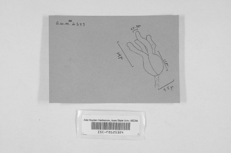 Exidiopsis podlachica image