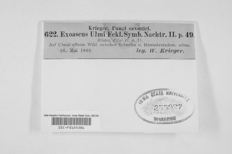 Exoascus ulmi image