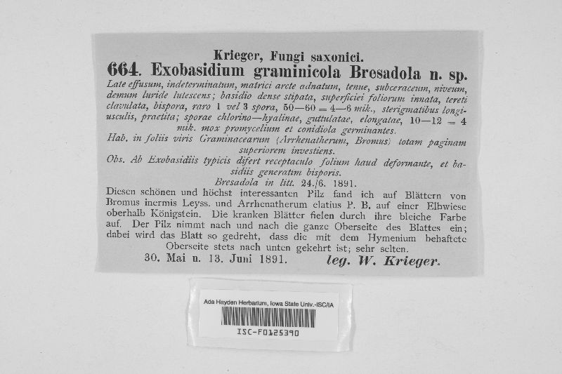 Exobasidium graminicola image