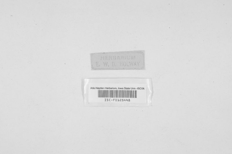 Fenestella betulae image
